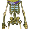 Græskar skelet deko 23x84cm