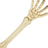 Skelet arm 45 cm