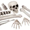 Sæt med 12 skeletdele