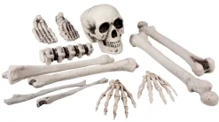 Sæt med 12 skeletdele