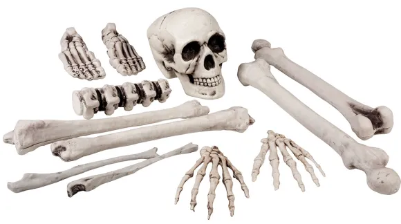 Sæt med 12 skeletdele